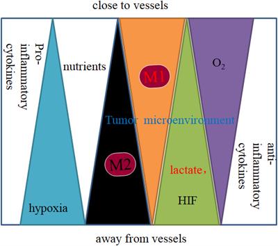 Tumor−associated macrophage polarization in the inflammatory tumor microenvironment